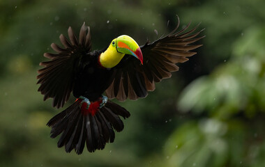 A toucan in the rainforest of Costa Rica 