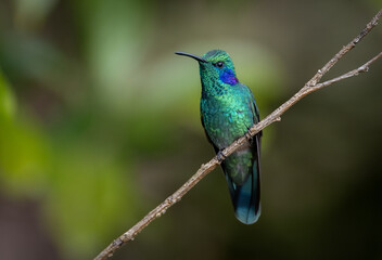 Fototapeta premium A hummingbird in the rainforest of Costa RIca 
