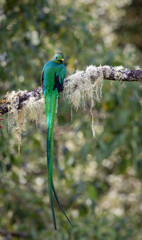 Obraz premium A quetzal in Costa Rica