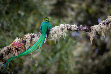 A quetzal in Costa Rica