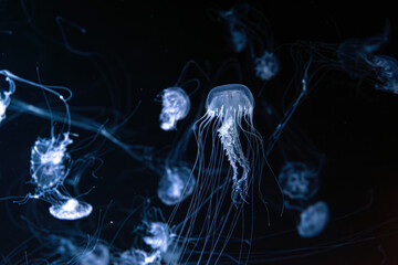 Group of Sanderia Malayensis, Amakusa Jellyfish swimming in aquarium pool with blue neon light....