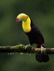 A toucan in the rainforest of Costa Rica 