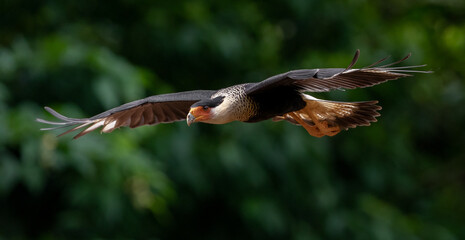 Crested caracara in Costa Rica 