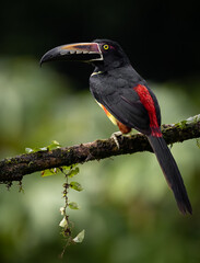 A toucan in the rainforest of Costa Rica