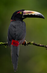 A toucan in the rainforest of Costa Rica
