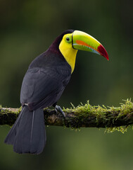 A toucan in the rainforest of Costa Rica 