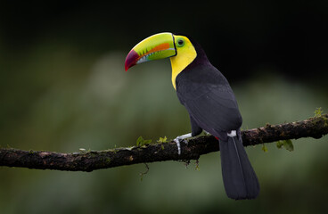 A toucan in the rainforest of Costa Rica 