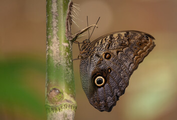 Owl butterfly in Costa Rica 