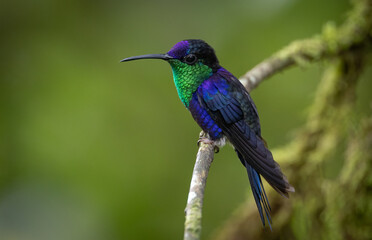 A hummingbird in the rainforest of Costa RIca 