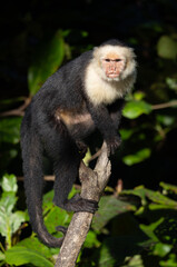 White-faced capuchin monkey in Costa Rica 