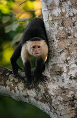 Naklejka premium White-faced capuchin monkey in Costa Rica 