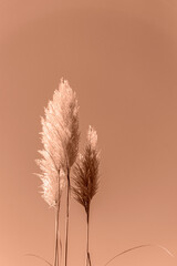 Three tall pampas grass stems with feathery plumes against a warm sepia-toned sky, creating a minimalist and natural composition. Demonstrating color of the year 2025 - Mocha Mousse