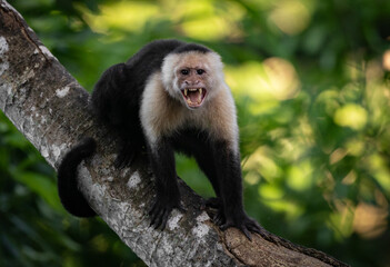 White-faced capuchin monkey in Costa Rica 