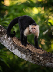 White-faced capuchin monkey in Costa Rica 
