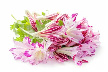 Chicory salad on white backdrop