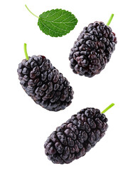 Ripe black mulberries falling with green leaf on transparent background