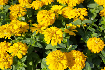 Blooming zinnia flowers in the field