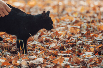 Gato negro siendo acariciado