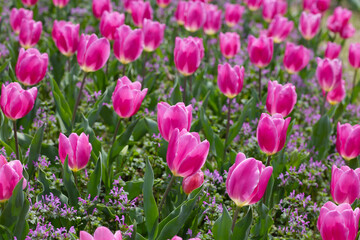 Beautiful tulip flower garden. The Expo 70 Commemorative Park, Osaka, Japan