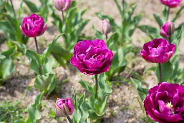 Beautiful tulip flower garden. The Expo 70 Commemorative Park, Osaka, Japan
