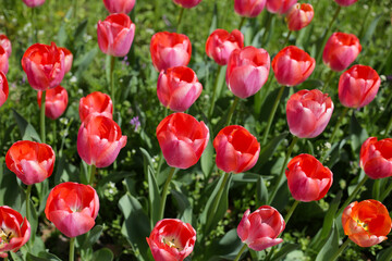 Obraz premium Beautiful tulip flower garden. The Expo 70 Commemorative Park, Osaka, Japan