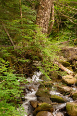 stream in the forest