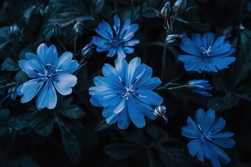 Close up of five chicory flowers in dark green foliage at dusk