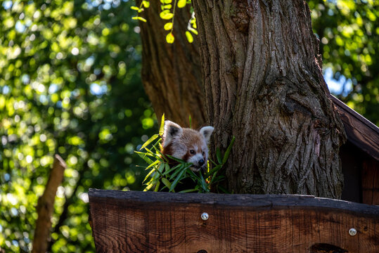 Pandka mała ruda w zoo