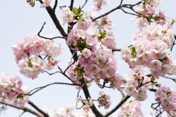 Branches of sakura flowers, cherry blossom