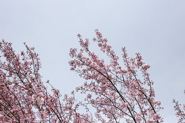 Branches of sakura flowers, cherry blossom