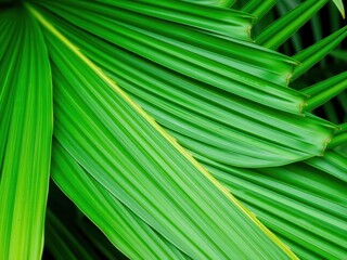 Close up detail of a vibrant green palm leaf texture, showcasing the intricate patterns and natural beauty of tropical foliage, tropical, close up