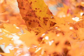 黄色に色づく美しいモミジの葉