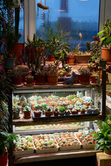 An Indoor Plant Display featuring a diverse arrangement of beautiful Succulents and Cacti
