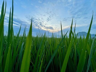 beautiful background of morning green rice, blue sky with beautiful white clouds