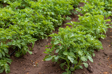 Young potato bushes before flowering. Solanum tuberosum. Potato plants. Potato plantation