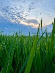 beautiful background of morning green rice, blue sky with beautiful white clouds