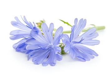 Common chicory isolated on white