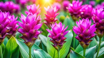 Obraz premium Vibrant purple siam tulip flowers in bloom , nature, botanical, tropical, garden, exotic, vibrant, purple, floral