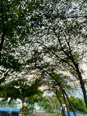 blur of trees in the park in the morning