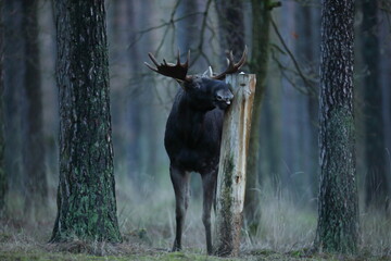 Łoś (Alces alces) moose © Bartosz Rakoczy