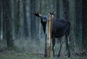 Łoś (Alces alces) moose © Bartosz Rakoczy