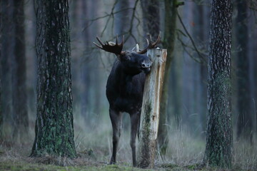 Łoś (Alces alces) moose