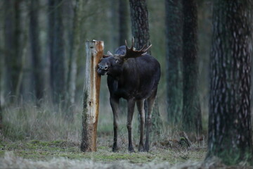 Łoś (Alces alces) moose © Bartosz Rakoczy
