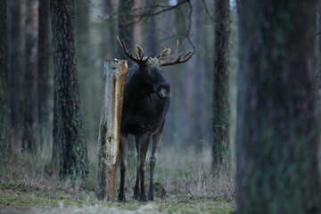 Łoś (Alces alces) moose © Bartosz Rakoczy