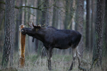 Łoś (Alces alces) moose © Bartosz Rakoczy