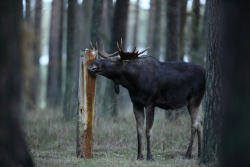 Łoś (Alces alces) moose © Bartosz Rakoczy