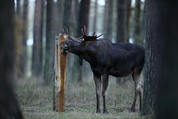 Łoś (Alces alces) moose © Bartosz Rakoczy