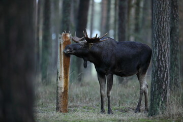 Łoś (Alces alces) moose © Bartosz Rakoczy