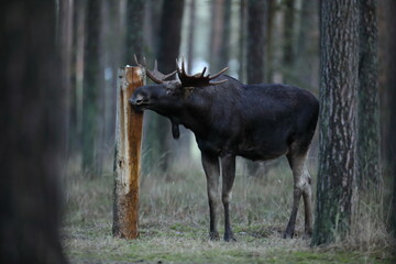 Łoś (Alces alces) moose © Bartosz Rakoczy