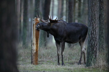 Łoś (Alces alces) moose © Bartosz Rakoczy